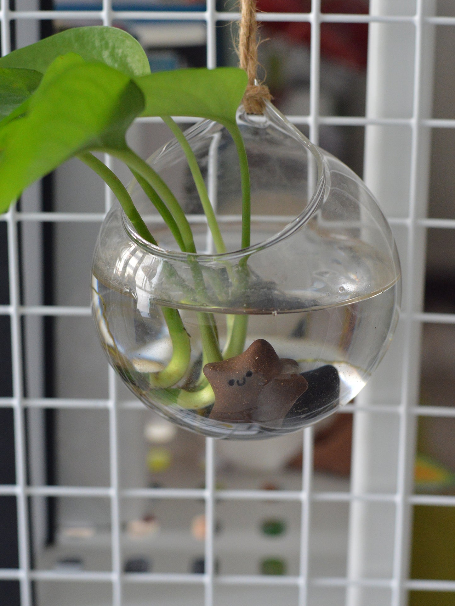 很想保護自己的海膽擴香石